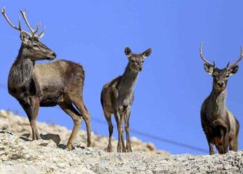 تنوع زیستی کشور به حداقل هزار و ۷۰۰ میلیارد تومان اعتبار نیاز دارد