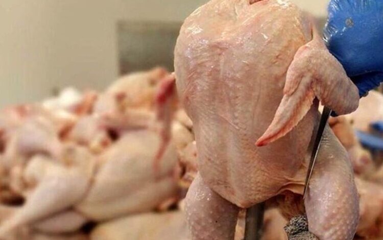 مرغ به قیمت مصوب رسید/ فروش مرغ در میادین میوه و تره‌بار زیر قیمت مصوب