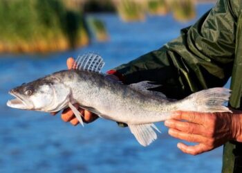 هفت‌گونه آبزیان تالاب انزلی در خطر انقراض هستند