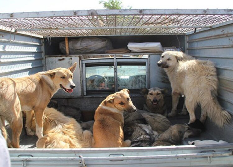 جمع آوری سگ‌های ولگرد از سطح شهرستان شهریار